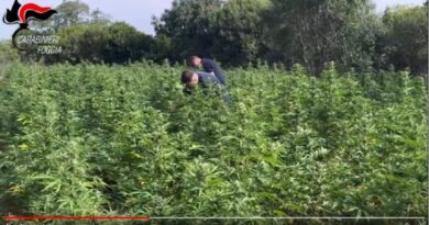 San Nicandro Garganico, coltivano più di 1.800 piante di marijuana in 2 diverse piantagioni: 5 arresti